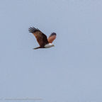 20190318- Wilpattuu D2-181.jpg