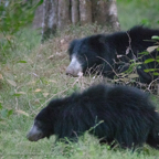 20190318- Wilpattuu D2-264.jpg
