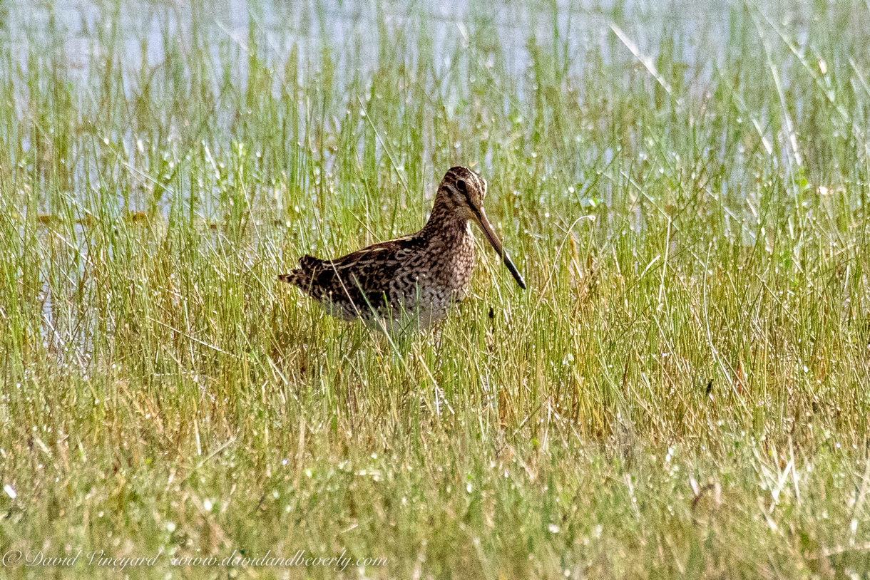 20190318- Wilpattuu D2-98.jpg